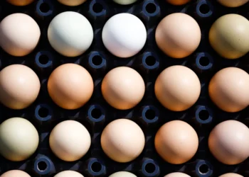 Qual a diferença entre o ovo branco e o vermelho