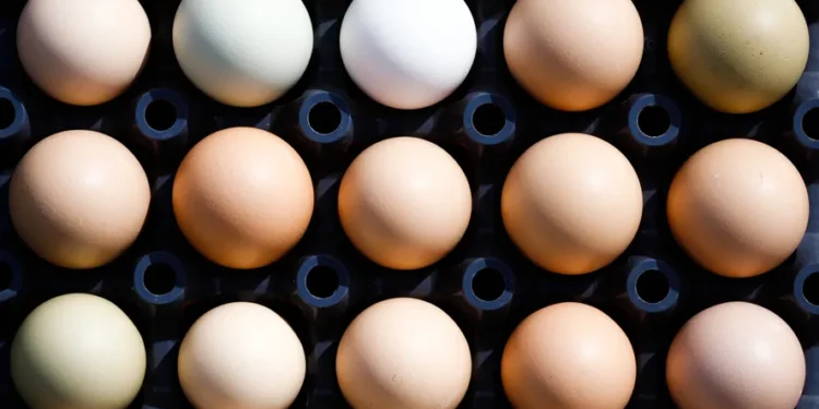 Qual a diferença entre o ovo branco e o vermelho