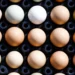 Qual a diferença entre o ovo branco e o vermelho