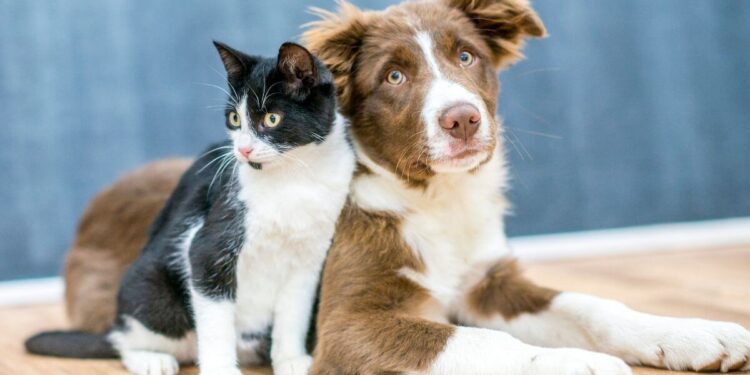 Como passear com os pets em dias quentes