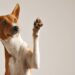 Como se tornar o humano favorito do seu cachorro