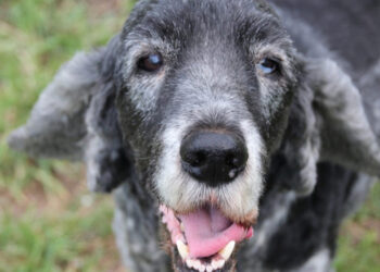 Cachorros podem ter alzheimer? Veja os sinais