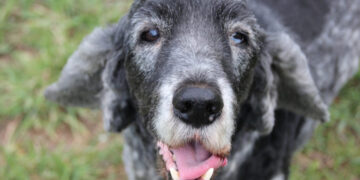 Cachorros podem ter alzheimer? Veja os sinais