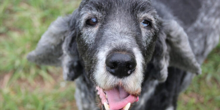 Cachorros podem ter alzheimer? Veja os sinais