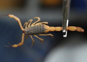 São Paulo registra mais de 22 mil acidentes com escorpiões; veja o que fazer se você for picado