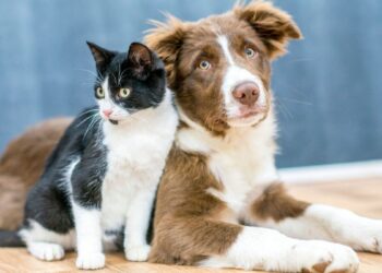 Os pais de pets estão em festa: novo produto protege cachorros contra pulgas e carrapatos por 1 ano