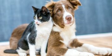 Os pais de pets estão em festa: novo produto protege cachorros contra pulgas e carrapatos por 1 ano