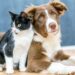 Os pais de pets estão em festa: novo produto protege cachorros contra pulgas e carrapatos por 1 ano
