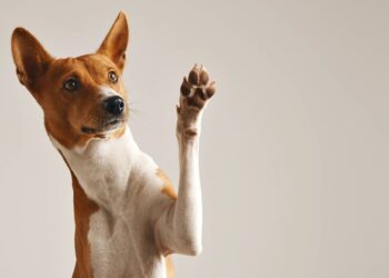 3 coisas que você precisa saber antes de adotar um bichinho de estimação