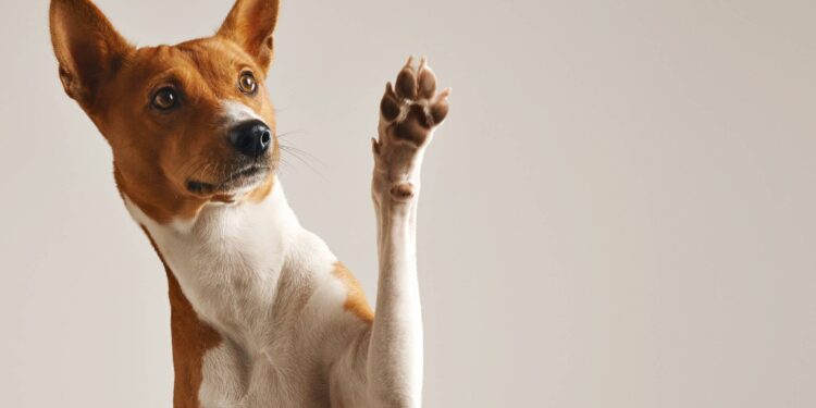 3 coisas que você precisa saber antes de adotar um bichinho de estimação