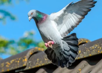 Não aguenta mais os pombos? Veja 3 plantas que afastam as "pragas urbanas"