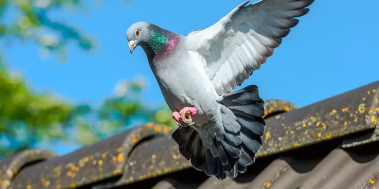 Não aguenta mais os pombos? Veja 3 plantas que afastam as "pragas urbanas"
