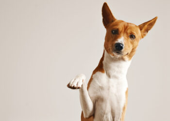 Pais de pets estão pulando de alegria com a nova medida para cães e gatos