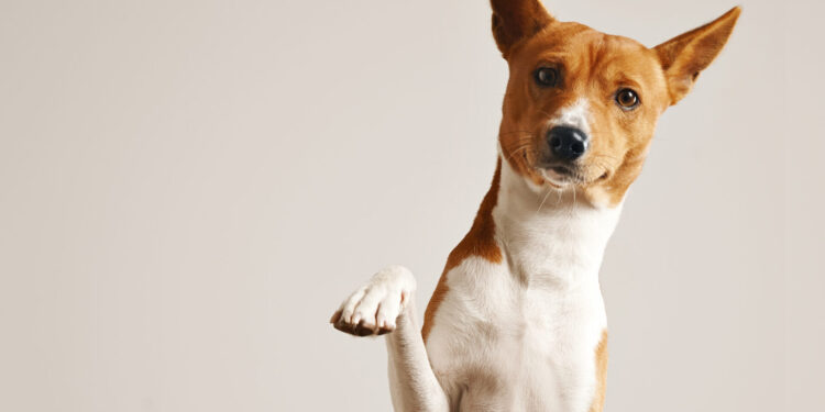 Pais de pets estão pulando de alegria com a nova medida para cães e gatos