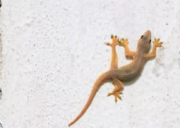 Sua casa tem muita lagartixa? Especialistas explicam o porquê e a razão vai te surpreender!