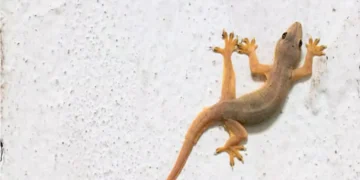 Sua casa tem muita lagartixa? Especialistas explicam o porquê e a razão vai te surpreender!
