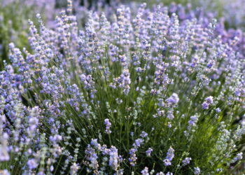 Lavanda ajuda a controlar ansiedade? Veja o que dizem os especialistas