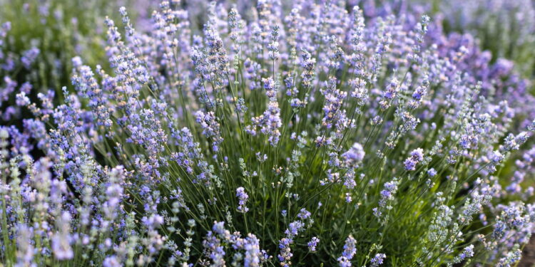 Lavanda ajuda a controlar ansiedade? Veja o que dizem os especialistas