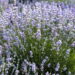Lavanda ajuda a controlar ansiedade? Veja o que dizem os especialistas