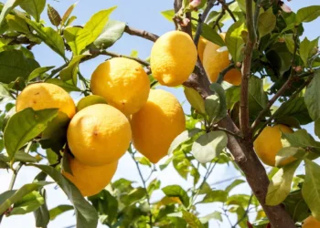 Especialistas revelam a fruta mais saudável e o resultado vai te surpreender