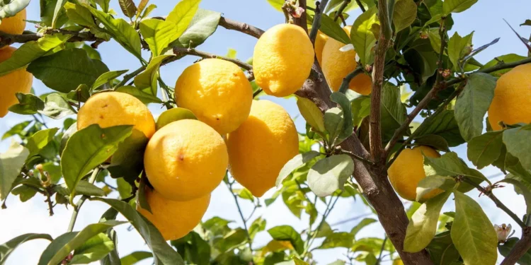 Especialistas revelam a fruta mais saudável e o resultado vai te surpreender