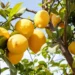 Especialistas revelam a fruta mais saudável e o resultado vai te surpreender