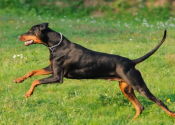 Essas são as 3 raças de cachorros que vão proteger a sua casa e a sua família