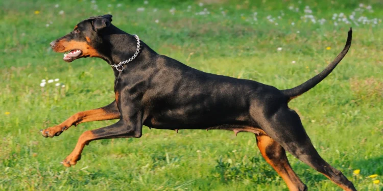 Essas são as 3 raças de cachorros que vão proteger a sua casa e a sua família