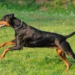 Essas são as 3 raças de cachorros que vão proteger a sua casa e a sua família