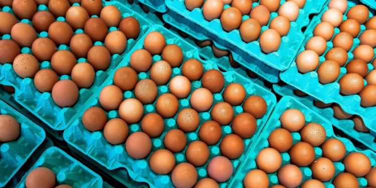 Existe diferença entre o ovo branco e o marrom? Veja 5 curiosidades sobre a proteína