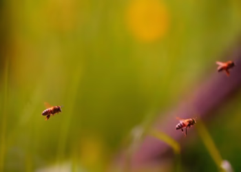 Já pensou em encontrar um inseto na comida? Esse está presente na maioria dos alimentos