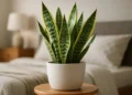 Tem planta em casa? 7 delas podem ser tóxicas! Saiba quais são e se livre delas