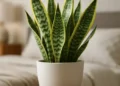 Folhas, flores sementes e casca: essa espécie de planta é a mais adaptável do mundo; confira!