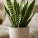 Folhas, flores sementes e casca: essa espécie de planta é a mais adaptável do mundo; confira!
