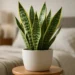 Tem planta em casa? 7 delas podem ser tóxicas! Saiba quais são e se livre delas