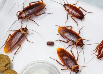 Essas dicas vão te ajudar a se livrar das baratas em casa; confira!