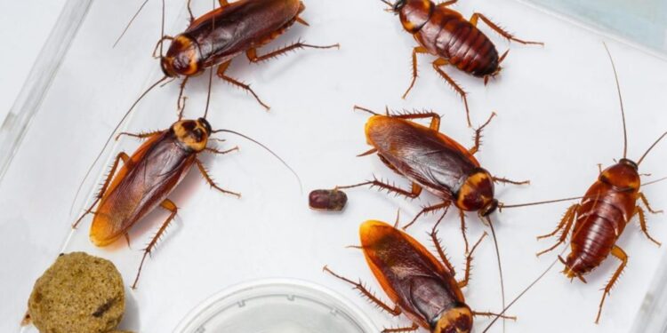 Essas dicas vão te ajudar a se livrar das baratas em casa; confira!