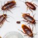 Essas dicas vão te ajudar a se livrar das baratas em casa; confira!