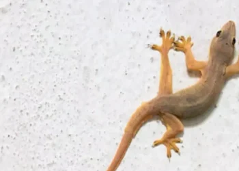 Especialista explica o aparecimento de lagartixas em casa; veja o motivo!