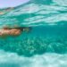 Essa cidade do Nordeste tem a praia perfeita para mergulho; veja qual é