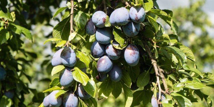 Essas 5 plantas são perfeitas para o seu jardim e o motivo vai te surpreender