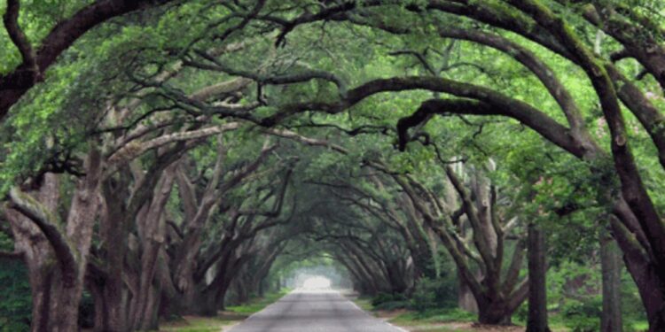 Rua de Porto Alegre é eleita a mais bonita do mundo; confira!