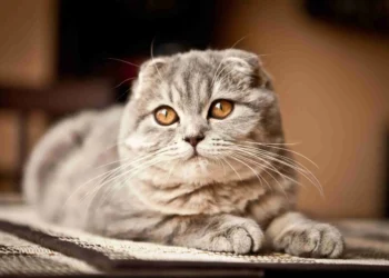 Governo deste país proibiu duas raças de gato por causa de "bem-estar"; entenda a medida